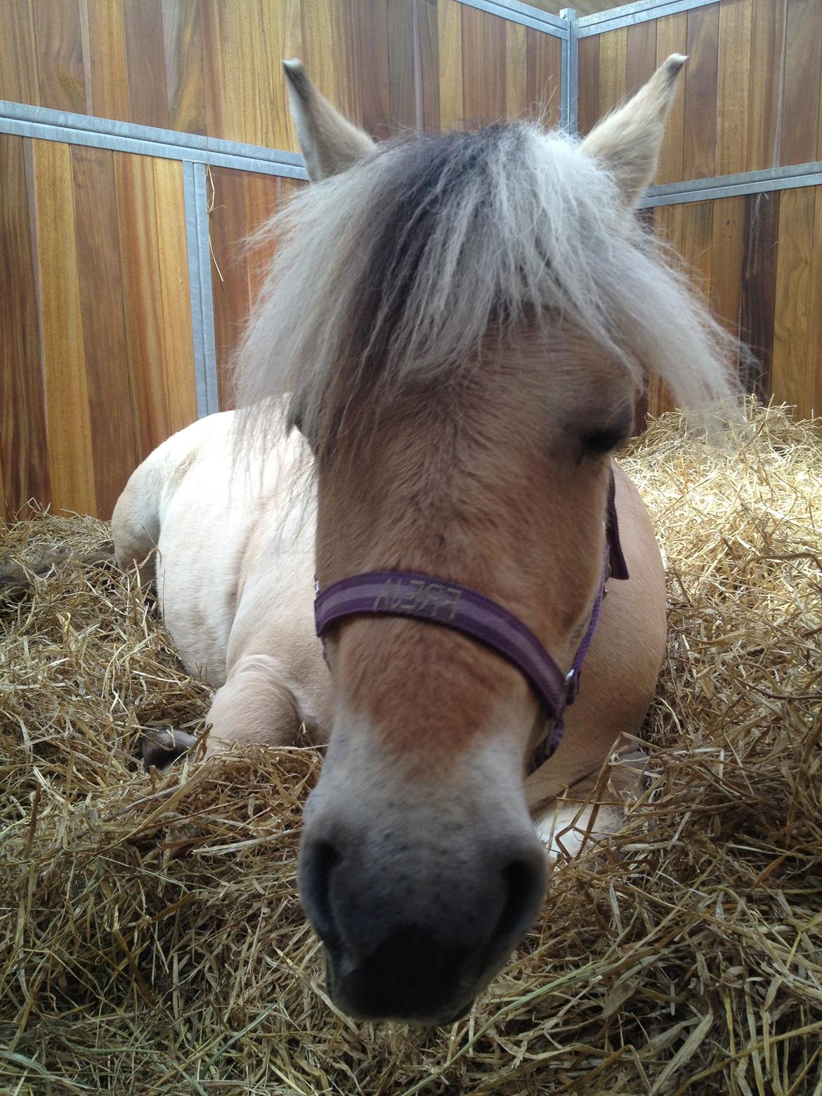 Fjordhest Freja <3 - træt <3 billede 6