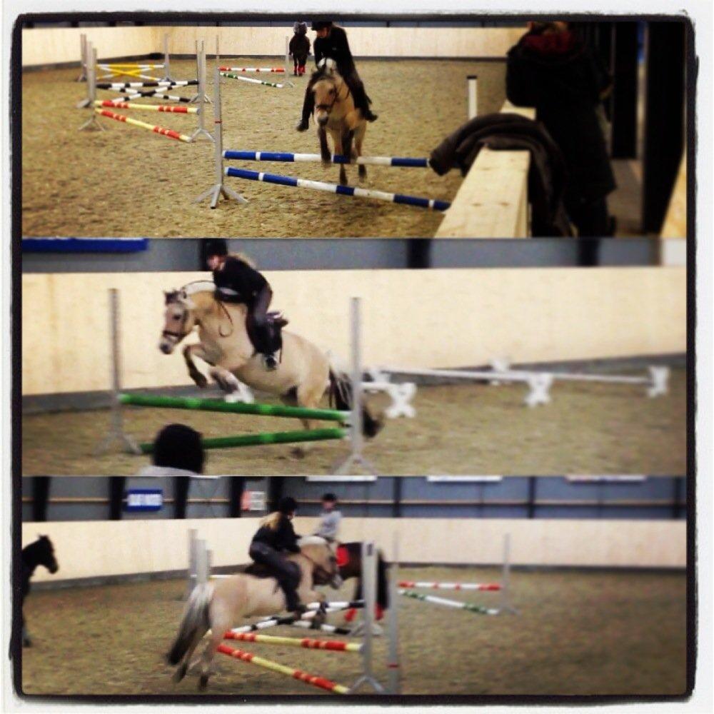 Fjordhest Freja <3 - Springmix! :D billede 3