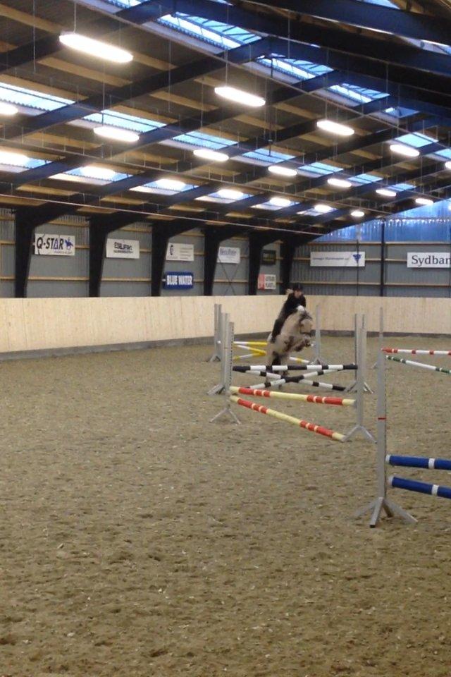 Fjordhest Freja <3 - Første gang jeg springer på hende! billede 4