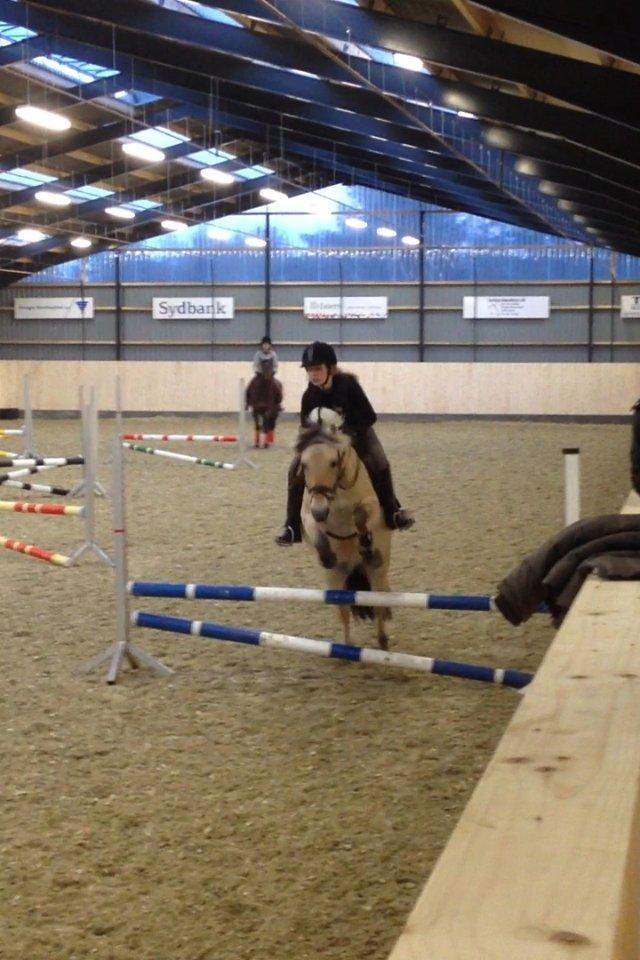 Fjordhest Freja <3 billede 5