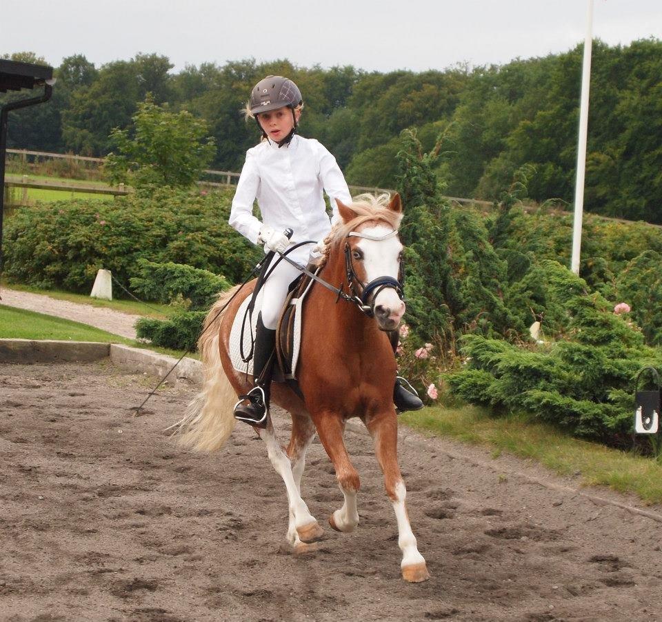 Welsh Mountain (sec A) Gærshøj Flik Flak| min spring part & mit et&alt<3 billede 5