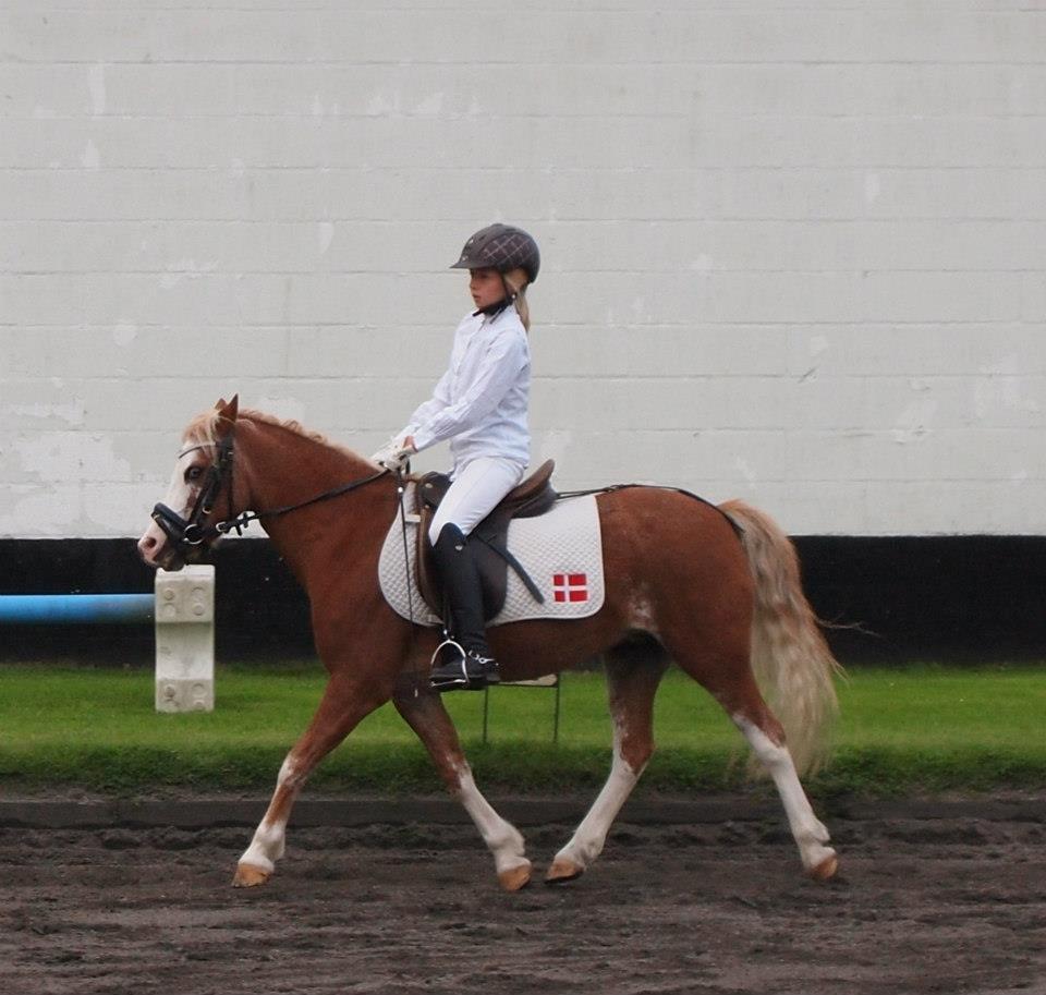 Welsh Mountain (sec A) Gærshøj Flik Flak| min spring part & mit et&alt<3 billede 7