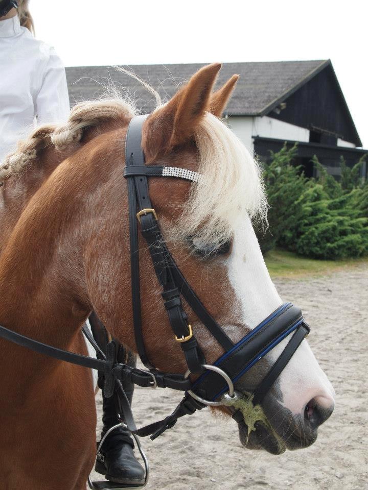 Welsh Mountain (sec A) Gærshøj Flik Flak| min spring part & mit et&alt<3 billede 9