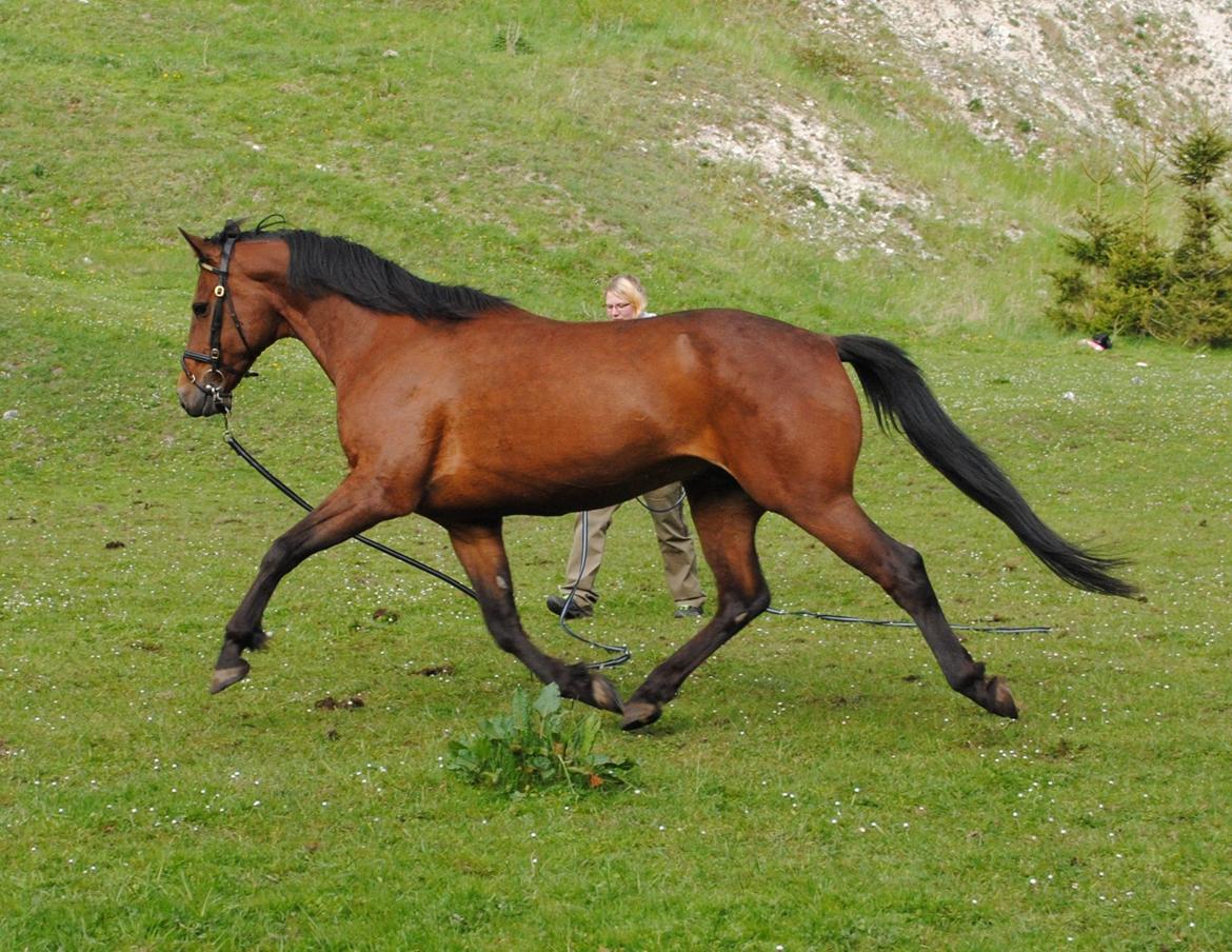 Traver Kandis V P (Candy) - Traver i longe billede 7