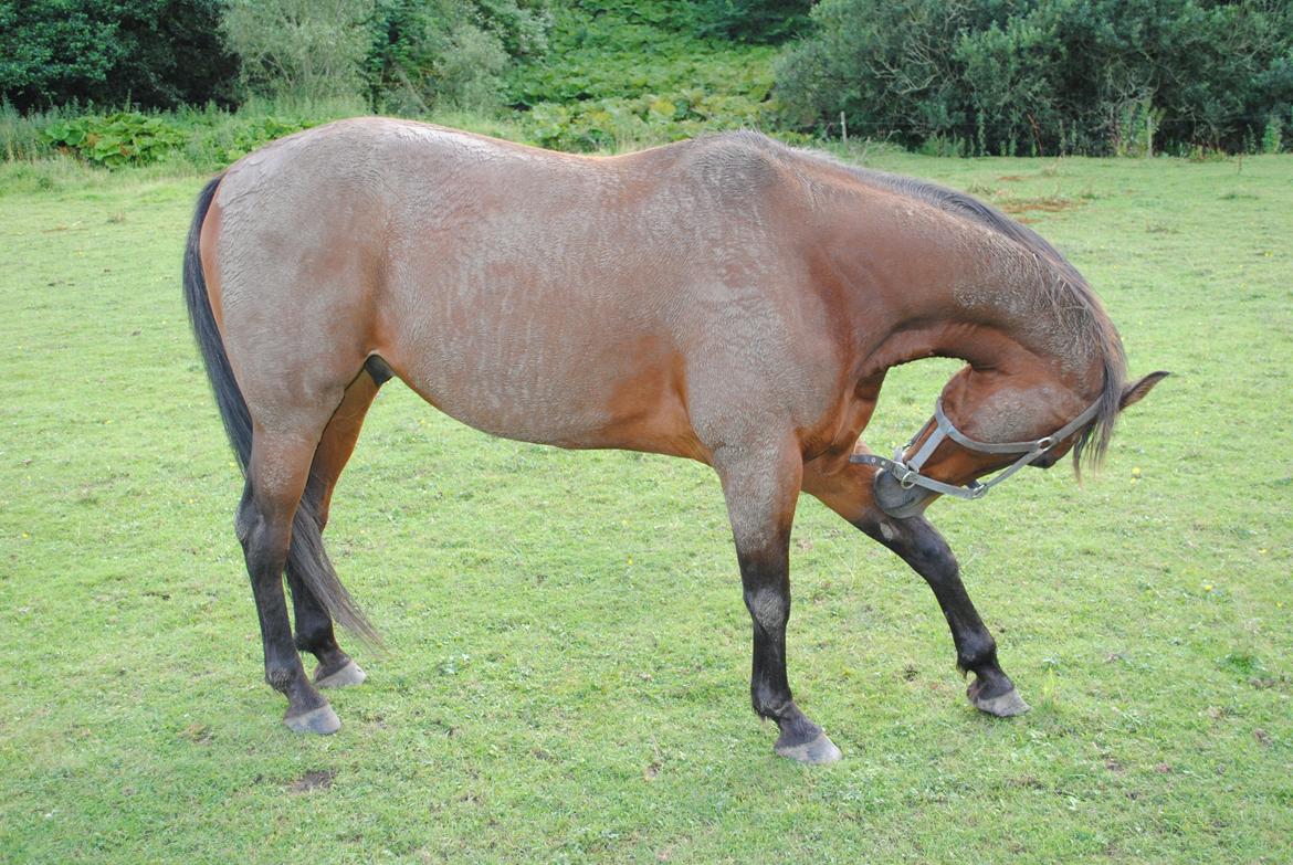 Traver Kandis V P (Candy) - Mudder! billede 11