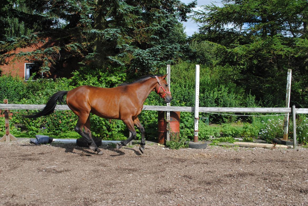 Traver Kandis V P (Candy) - Et af de sjældne galopspring. billede 9