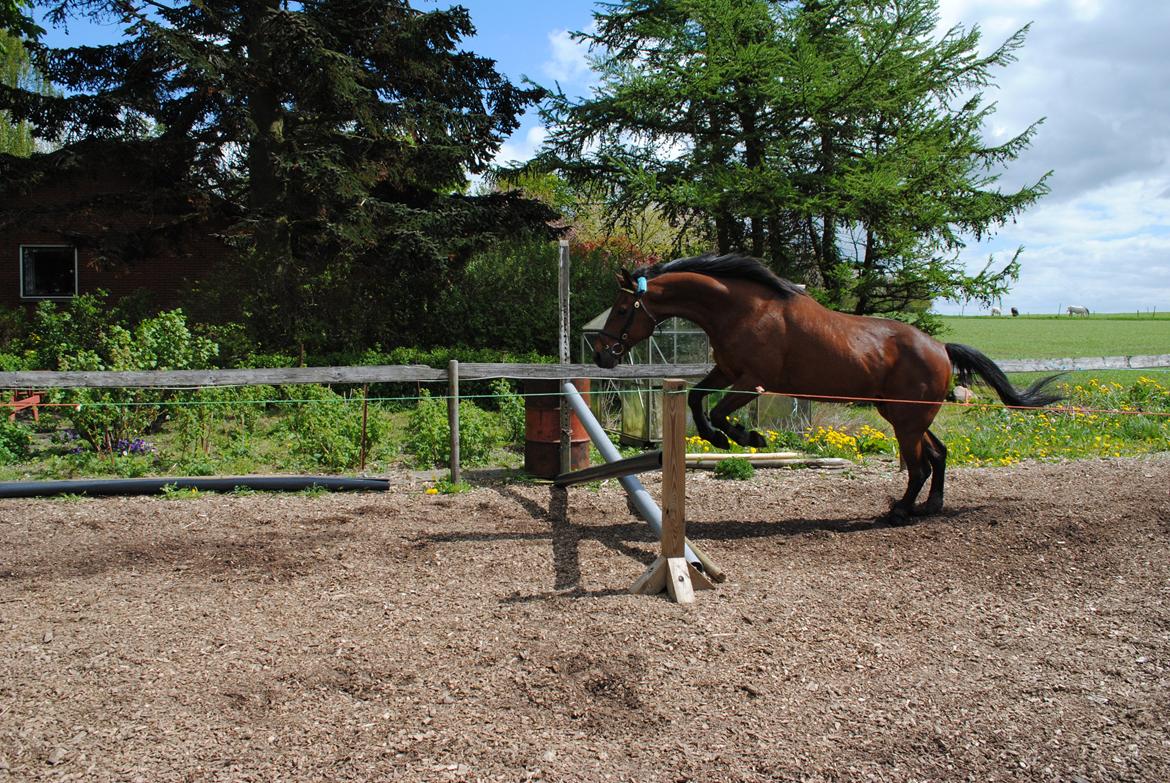 Traver Kandis V P (Candy) - Løsspringer billede 10