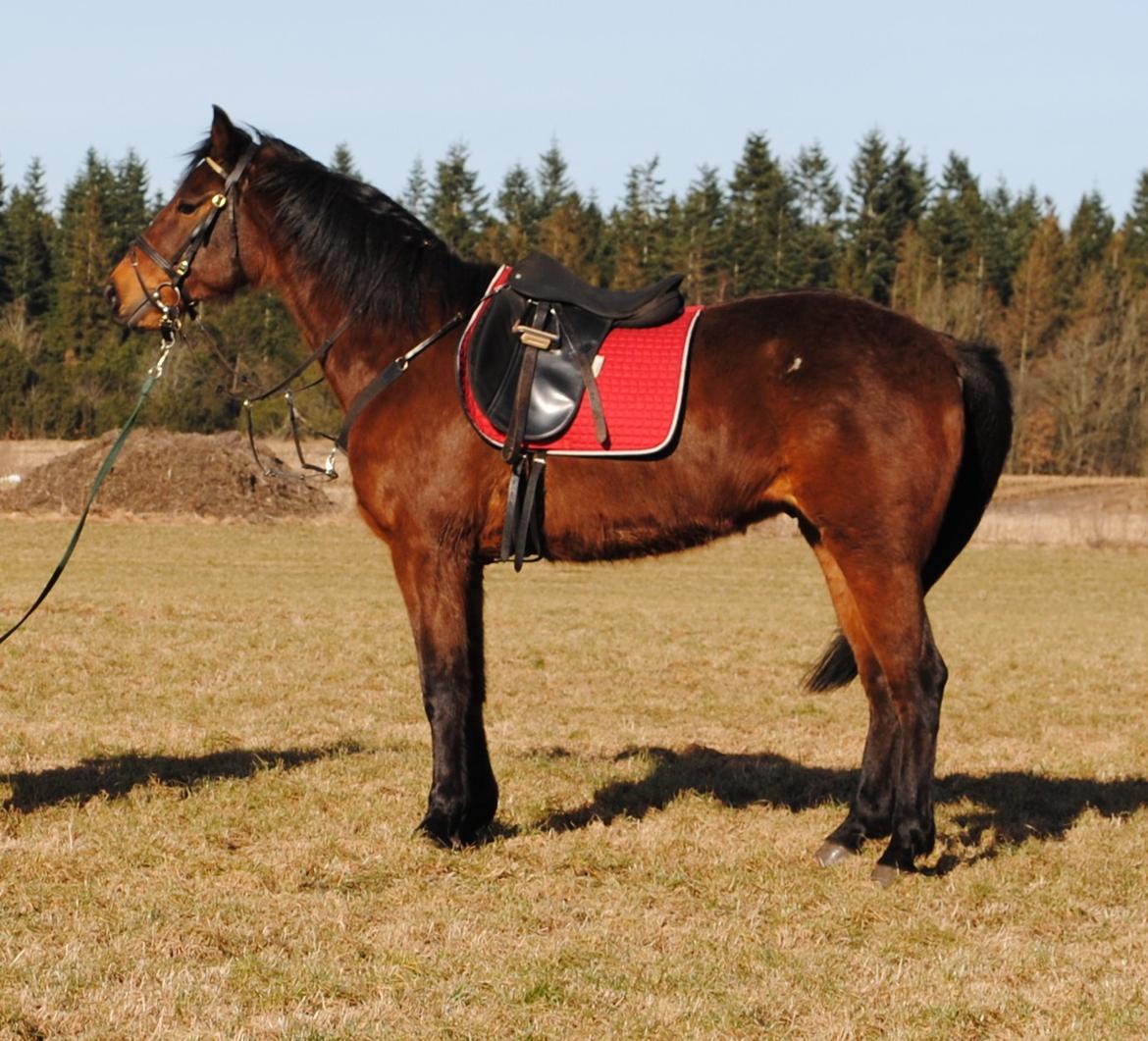 Traver Kandis V P (Candy) - Candy inden ridetur. Med vinter pels billede 16