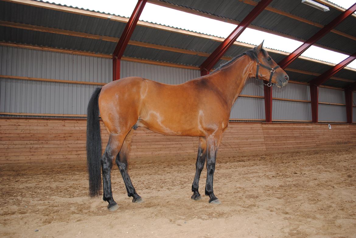 Traver Kandis V P (Candy) - Candy billede 14