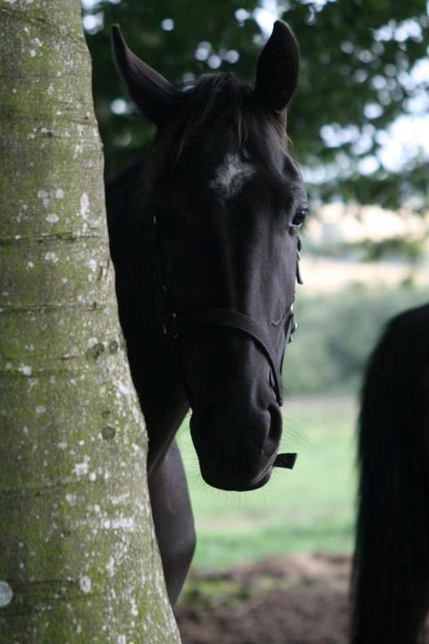 Anden særlig race Domino **soulmate** - Velkommen til Dominos profil :-) billede 1