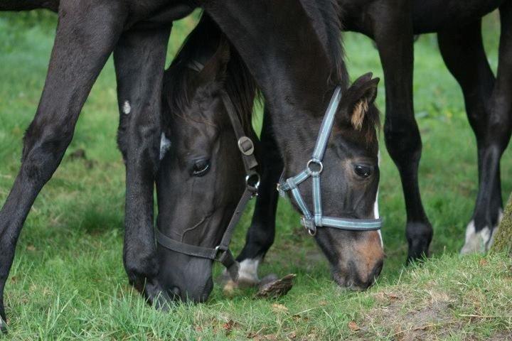 Anden særlig race Domino **soulmate** - Mor og søn. billede 2