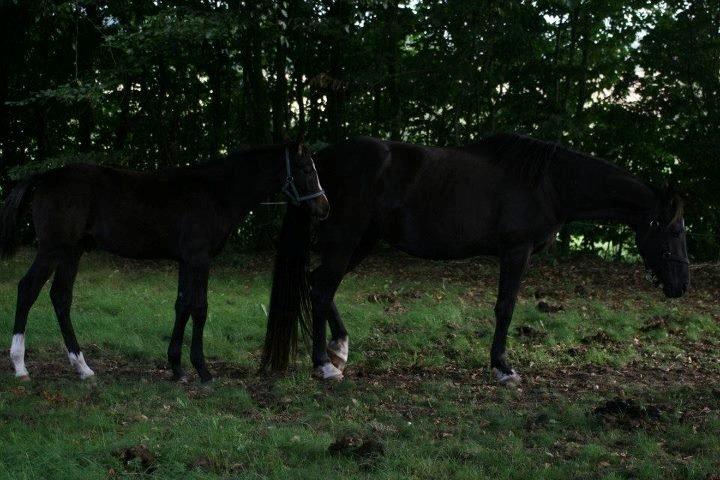 Anden særlig race Domino **soulmate** - Mor og søn.  billede 3