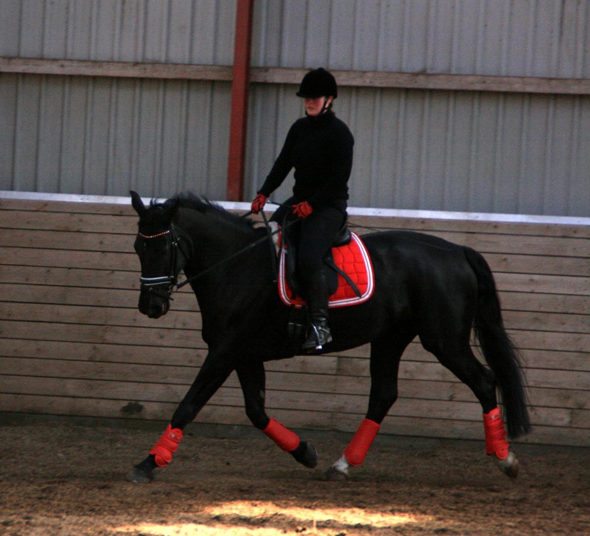 Dansk Varmblod Fruerlundens Rosita - Kursus Thomas Dolleris Larsen d. 8. april 2013 billede 16