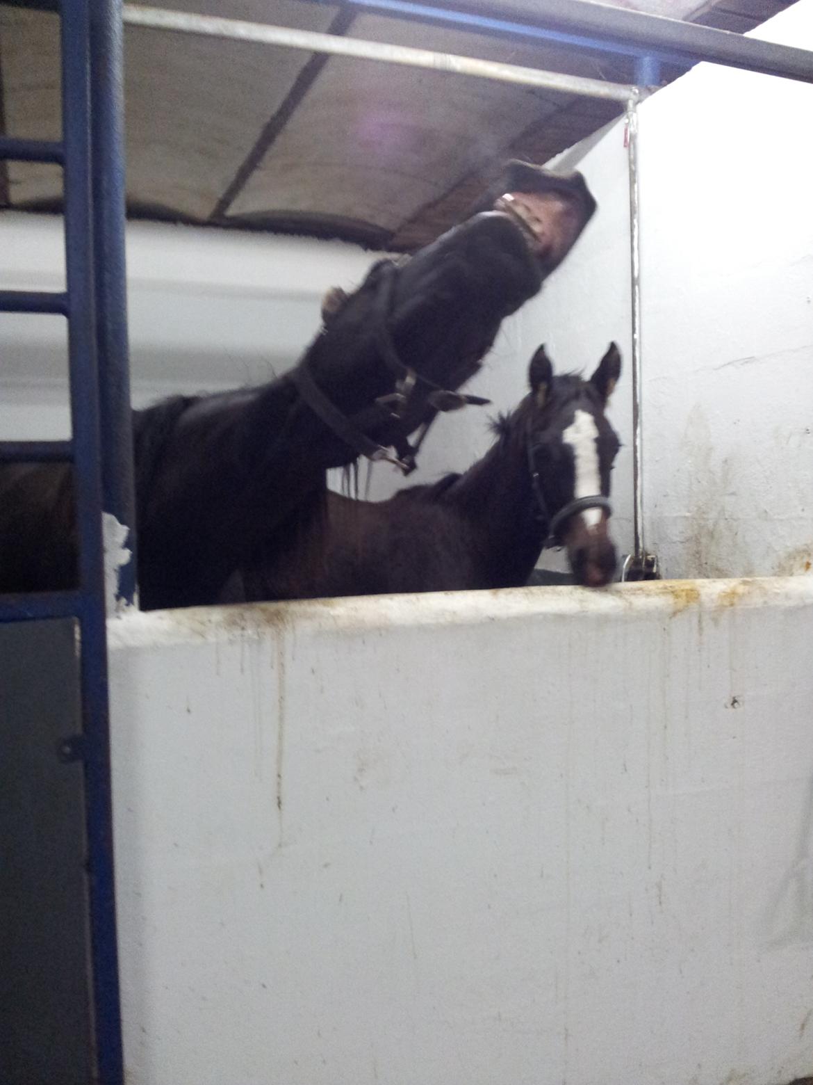 Anden særlig race Domino **soulmate** - smiiiiiil til kameraet.. billede 4