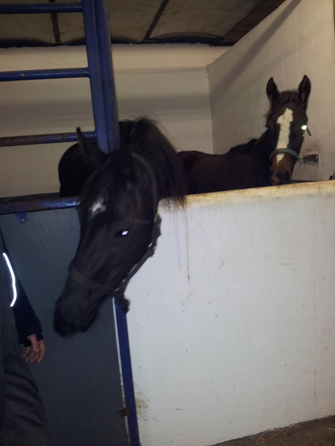 Anden særlig race Domino **soulmate** billede 5