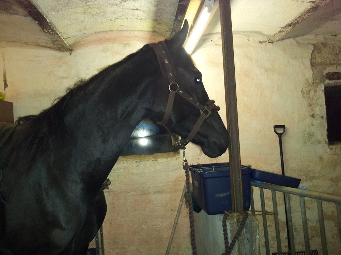 Anden særlig race Domino **soulmate** billede 6