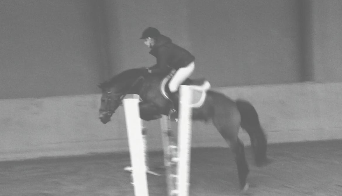 New Forest Brinkhofs Phantom (tidl. springpart) - Springning i kulden billede 11