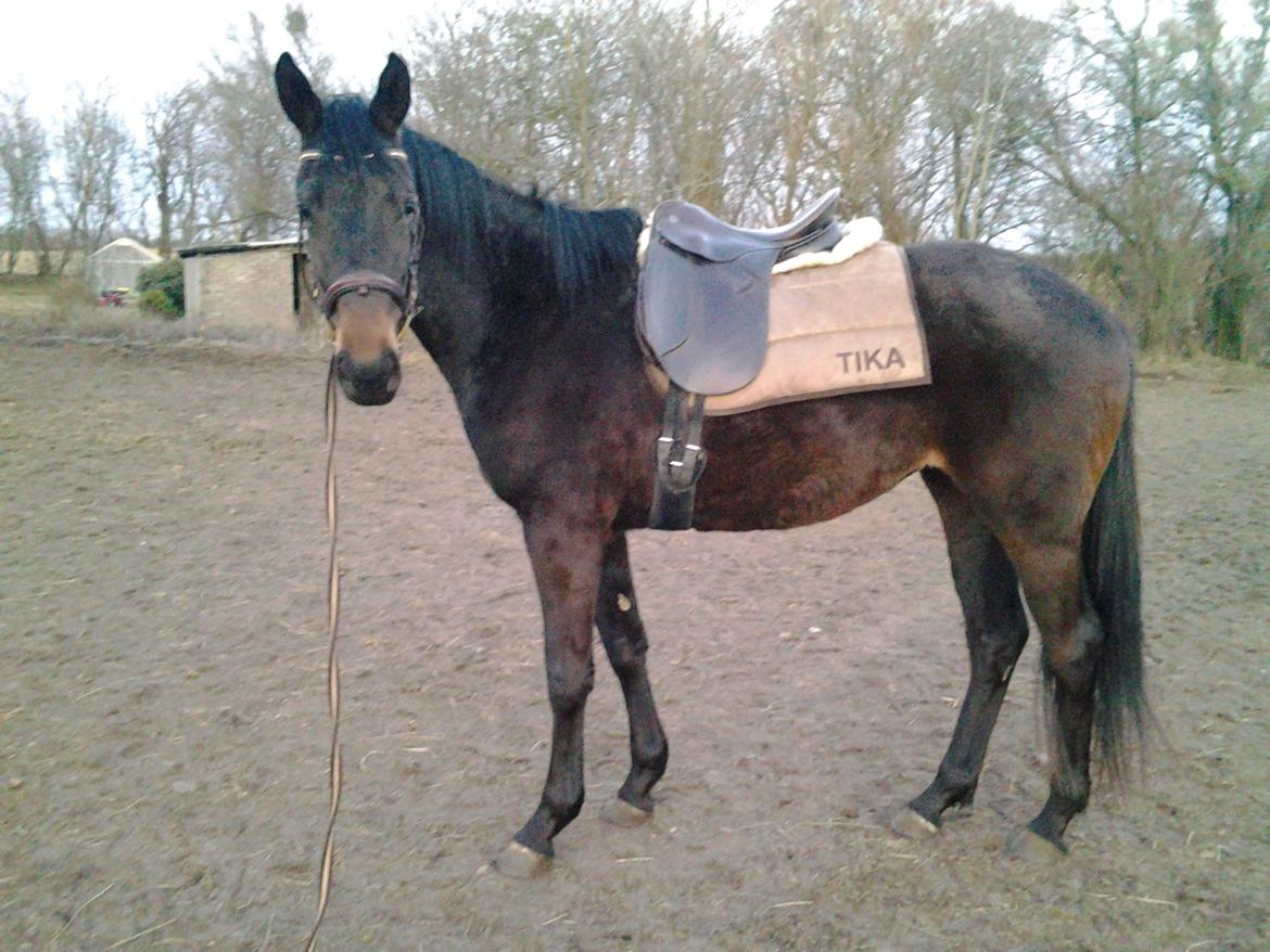 Trakehner Herbstmenuet - 3 år lige om lidt. Første gang med sade.
Menuet: "skulle det være noget særligt" billede 13