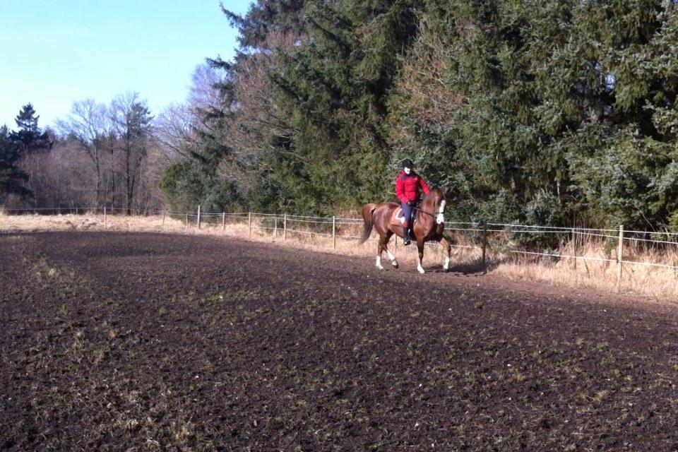 New Forest Just In Time billede 12