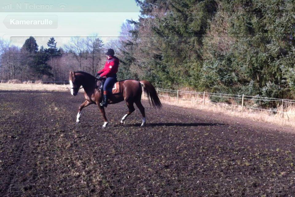 New Forest Just In Time billede 13