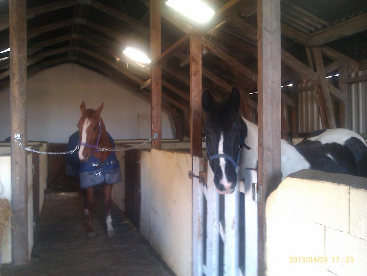Irish Cob Crossbreed Deaklan [ Tidligere hest ] billede 14