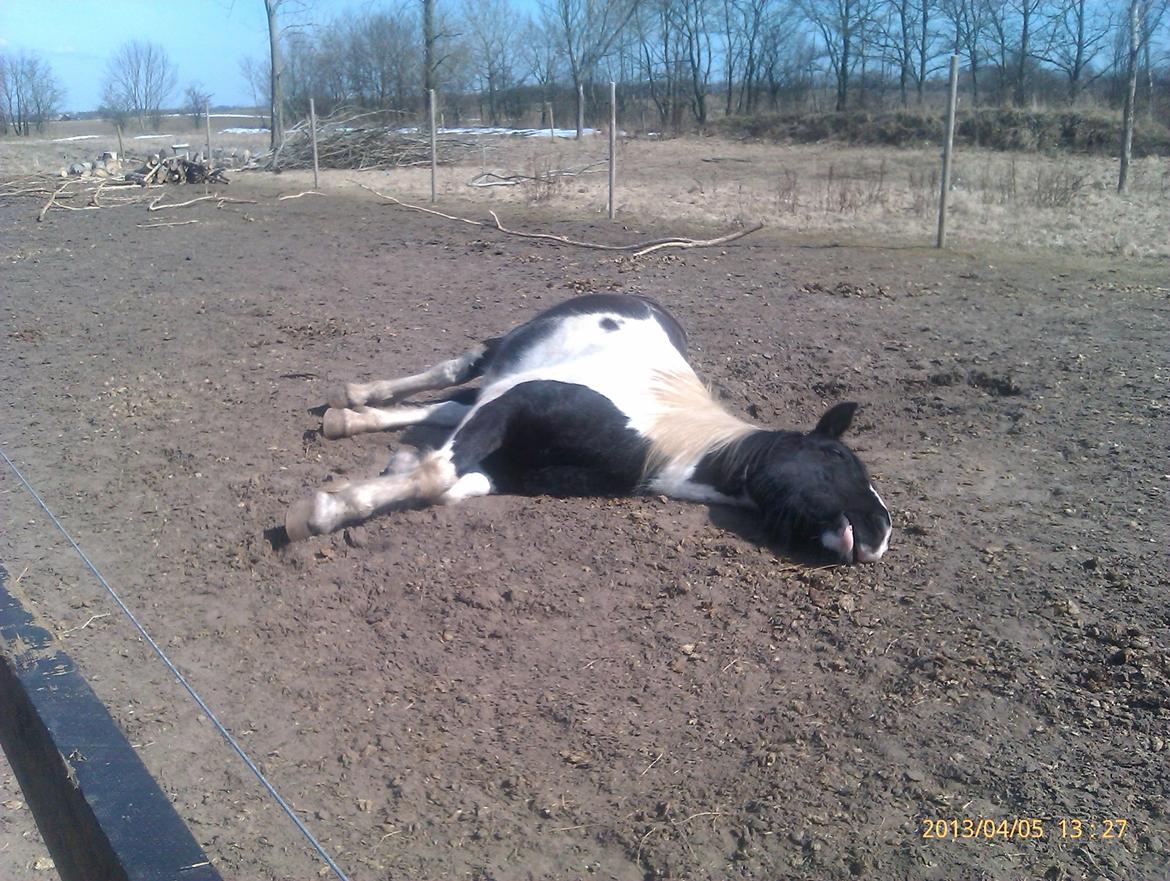 Irish Cob Crossbreed Deaklan [ Tidligere hest ] billede 15