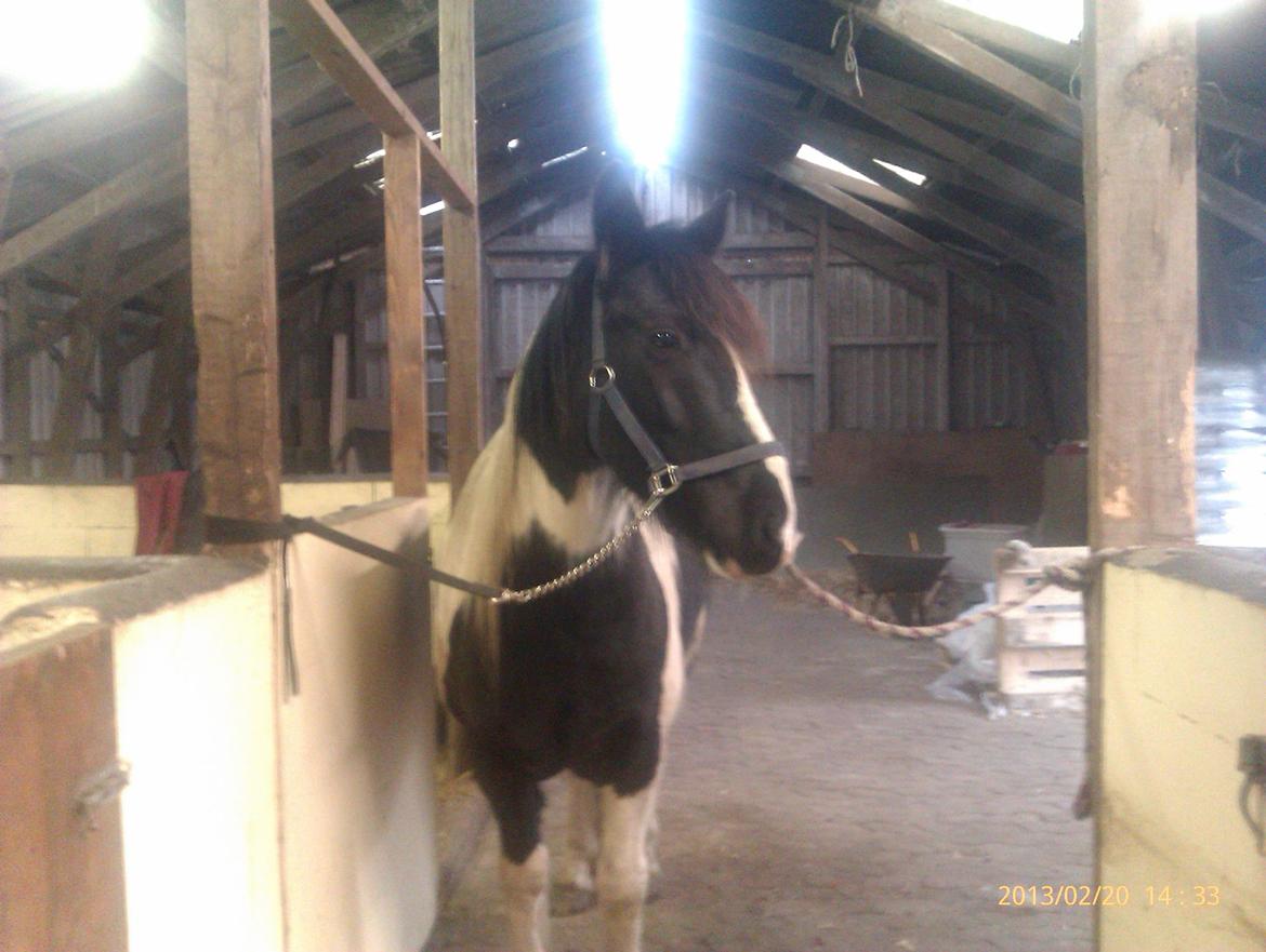 Irish Cob Crossbreed Deaklan [ Tidligere hest ] billede 16