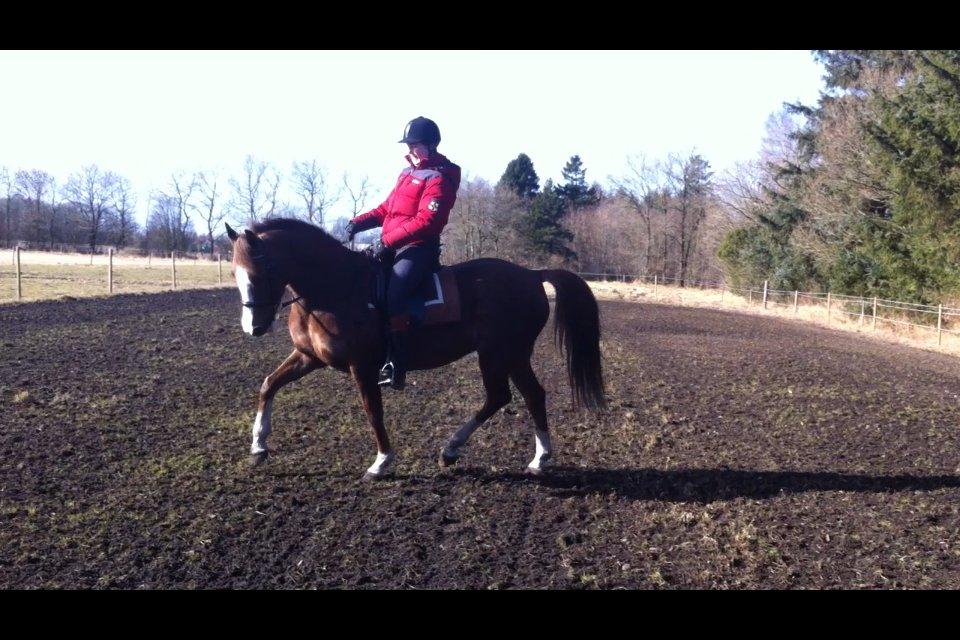 New Forest Just In Time - Sikke et dejligt vejr midt i marts i 2013 ? og nu sneer det igen .. billede 14