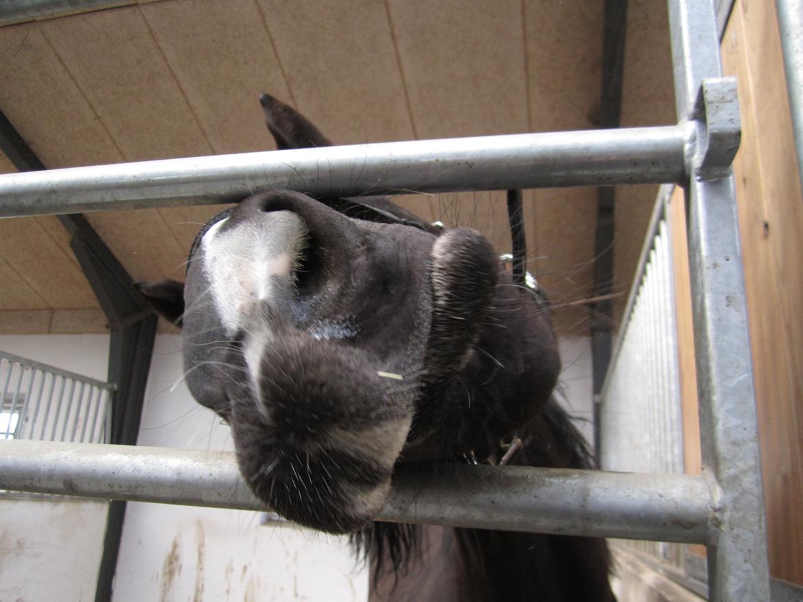 Dansk Varmblod Alphabeat - "Uhmm... er du lige sød at række mig de gulerødder, som står nede ved dine fødder??" billede 33