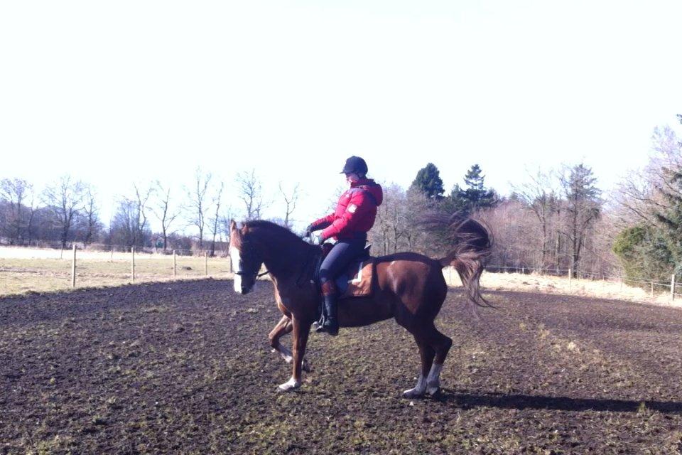 New Forest Just In Time billede 15