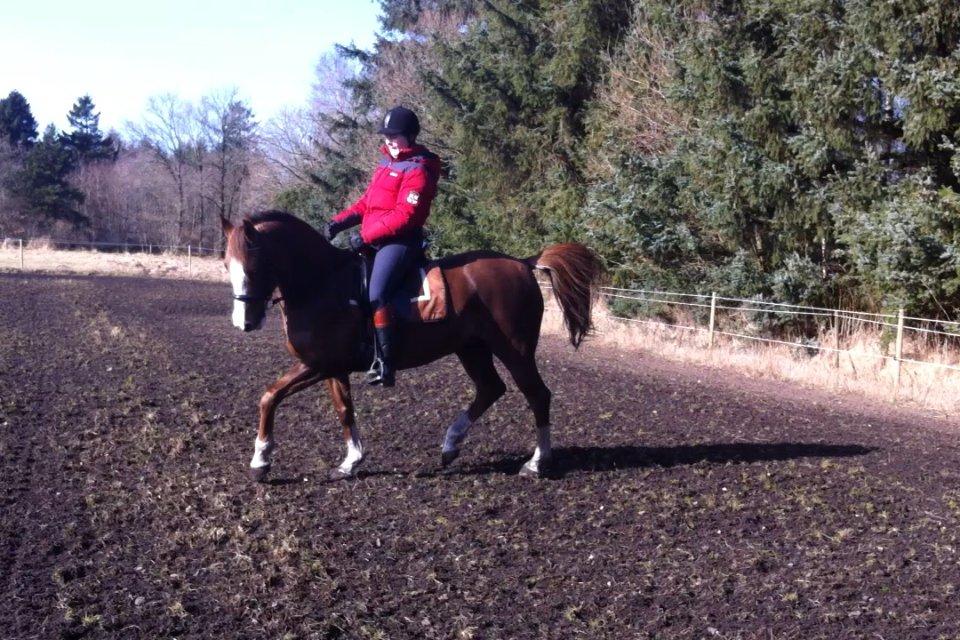 New Forest Just In Time billede 16