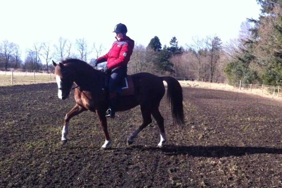 New Forest Just In Time billede 17