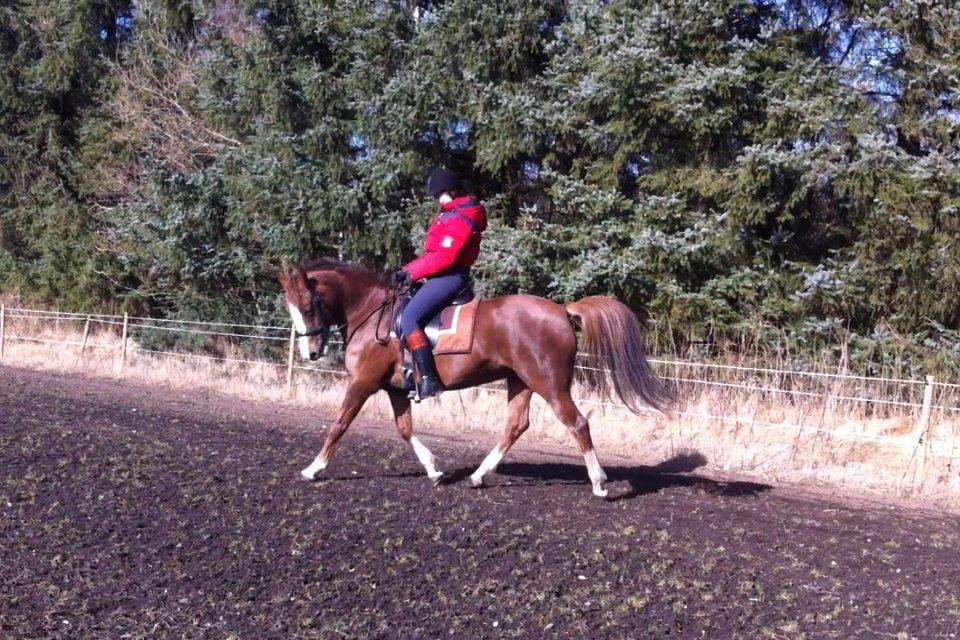 New Forest Just In Time billede 19