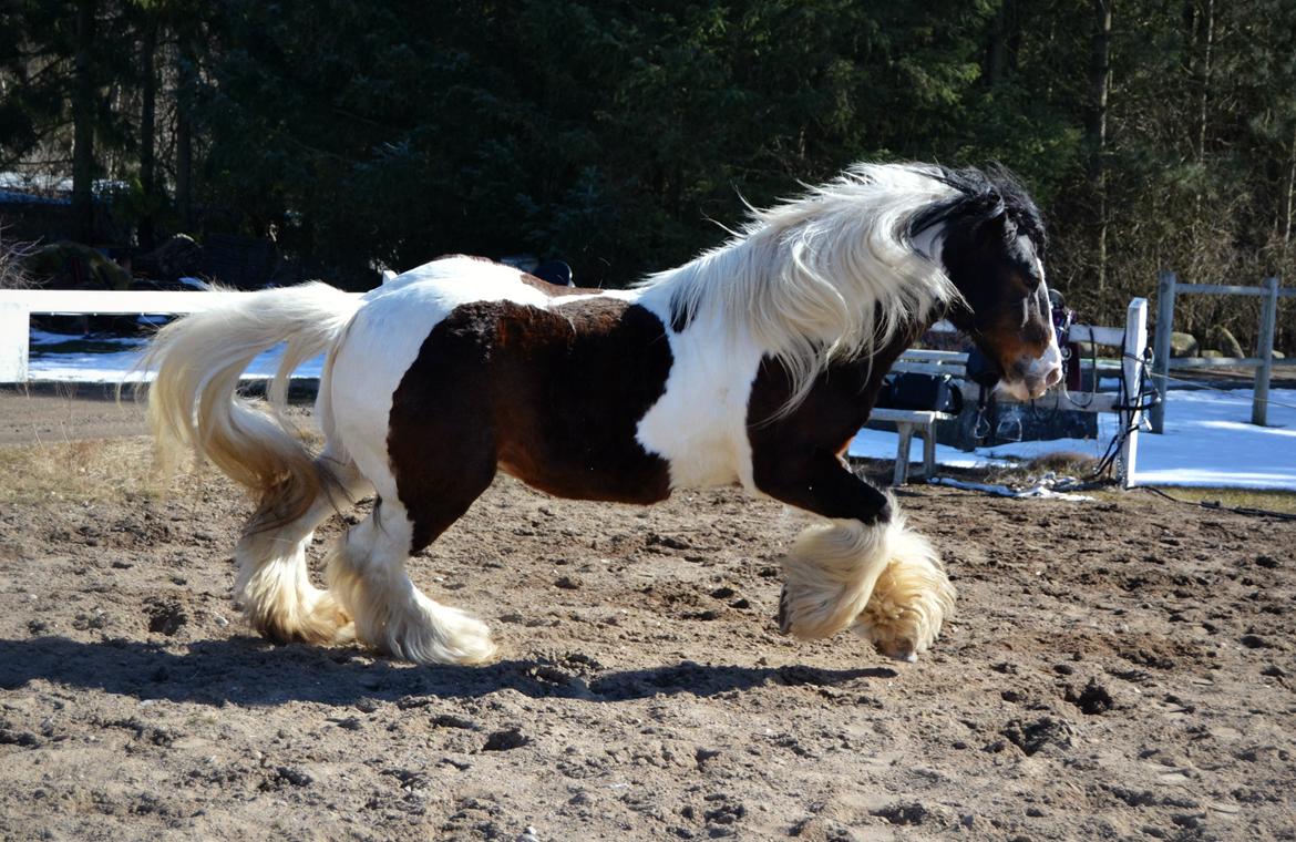 Irish Cob Hero billede 8