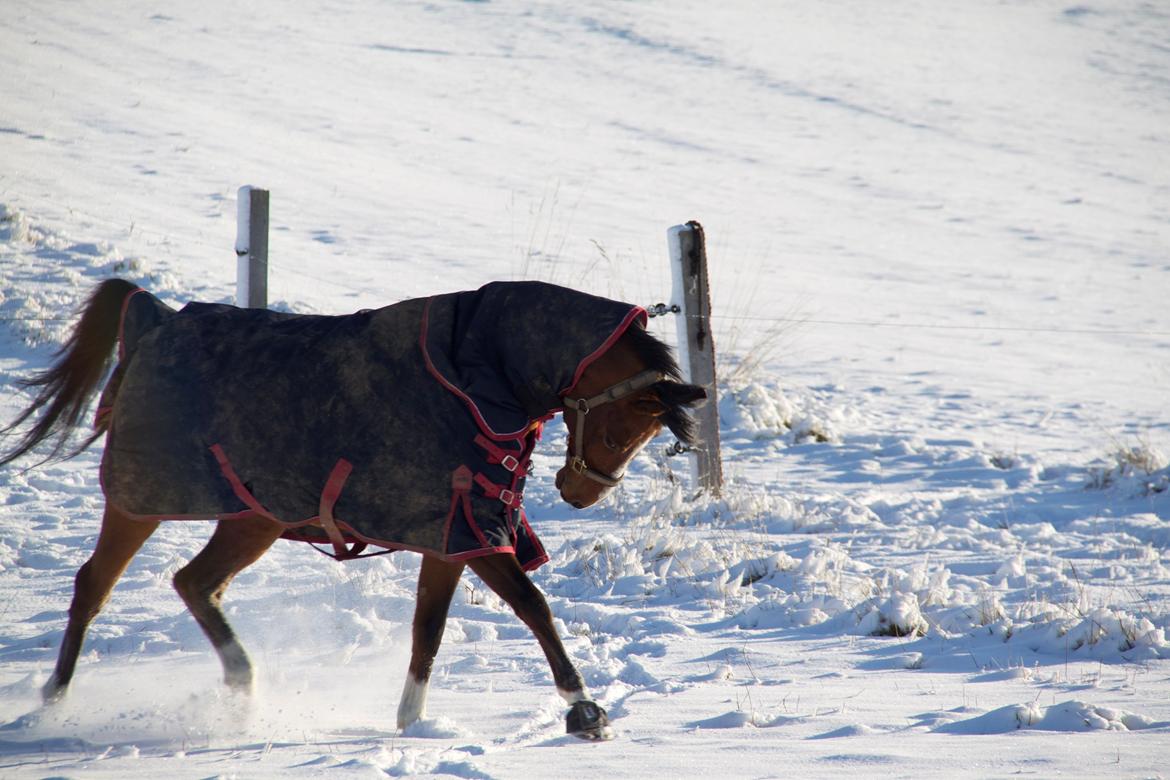 Anden særlig race Astaróla B-pony billede 28