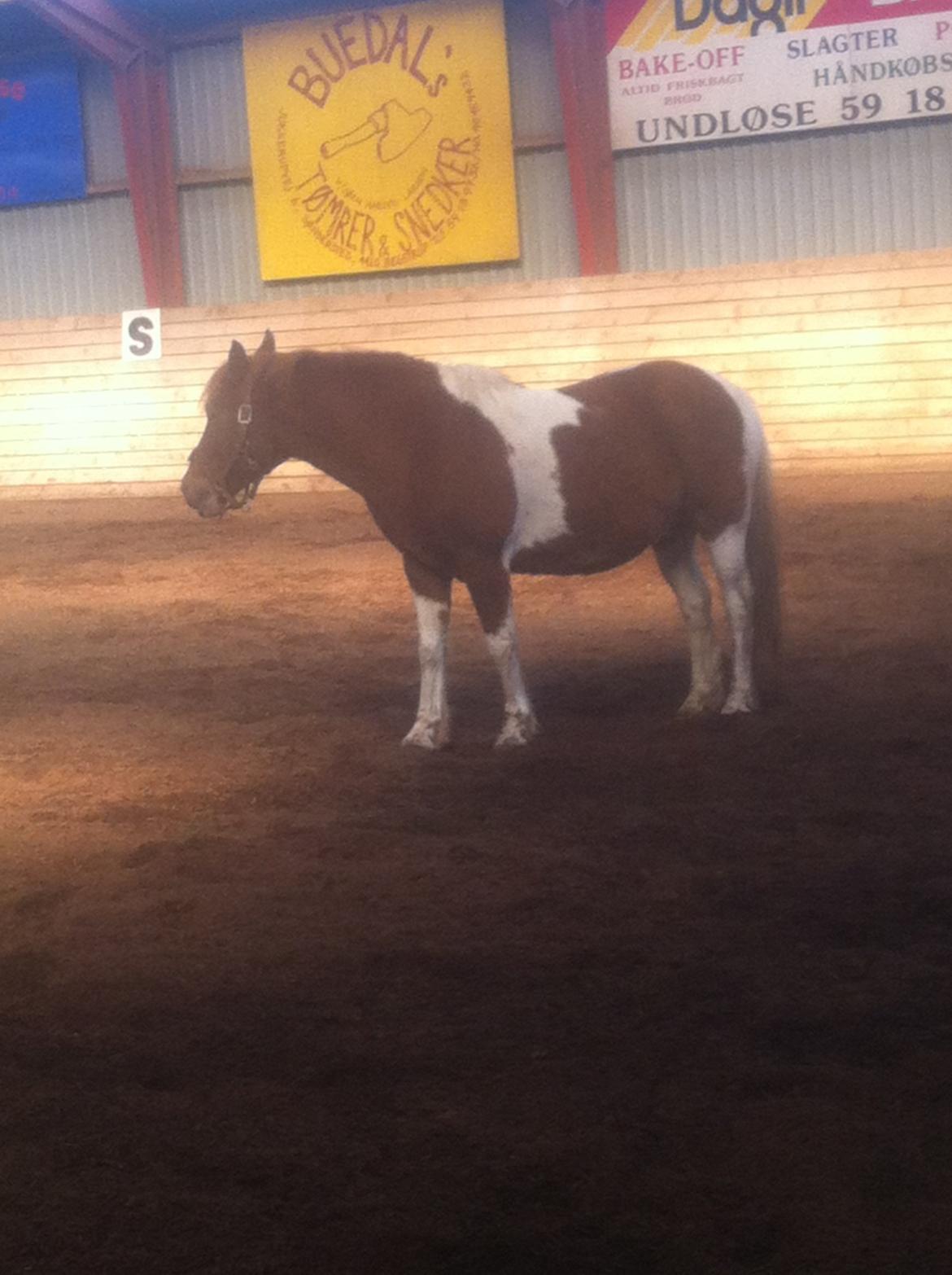 Anden særlig race Indi billede 7