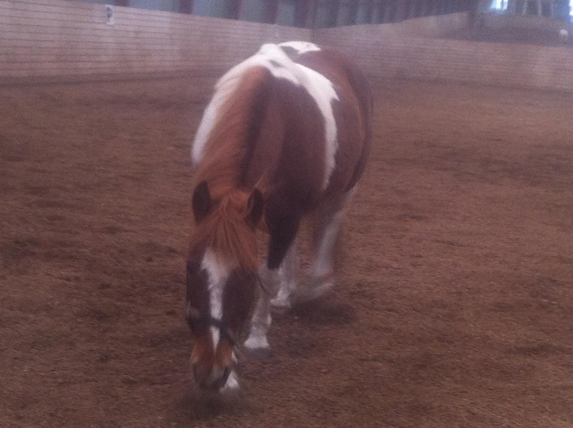 Anden særlig race Indi billede 8