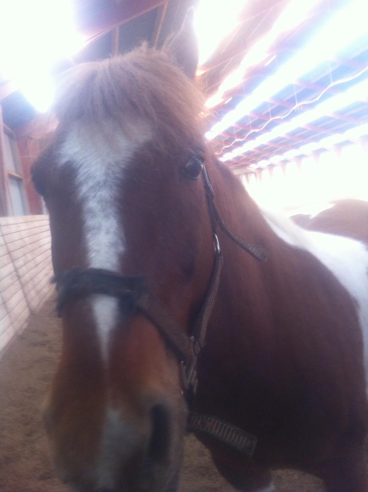 Anden særlig race Indi billede 9