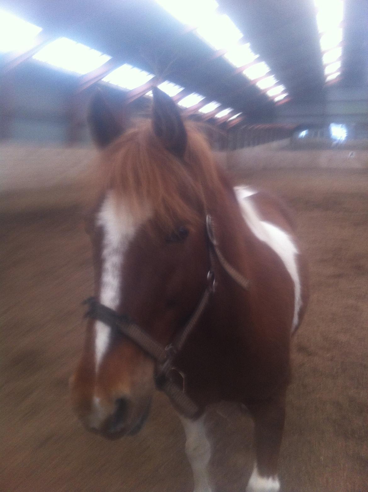 Anden særlig race Indi billede 10