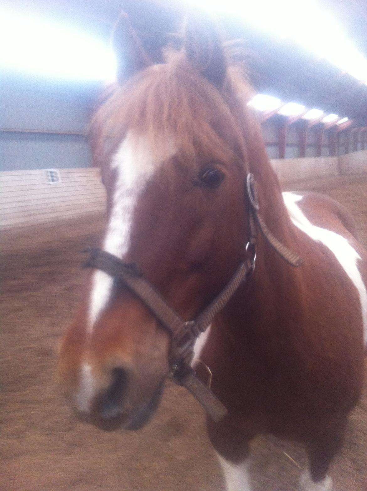 Anden særlig race Indi billede 11