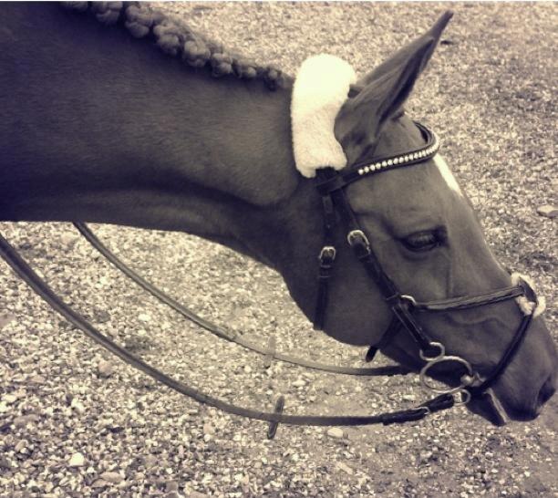 Anden særlig race Clements Penelope billede 17