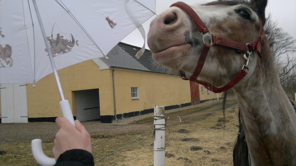 Irish Cob - Diamond [For evigt elsket] - Diamond vs. Paraply..
Paraply vinder! Cx billede 11