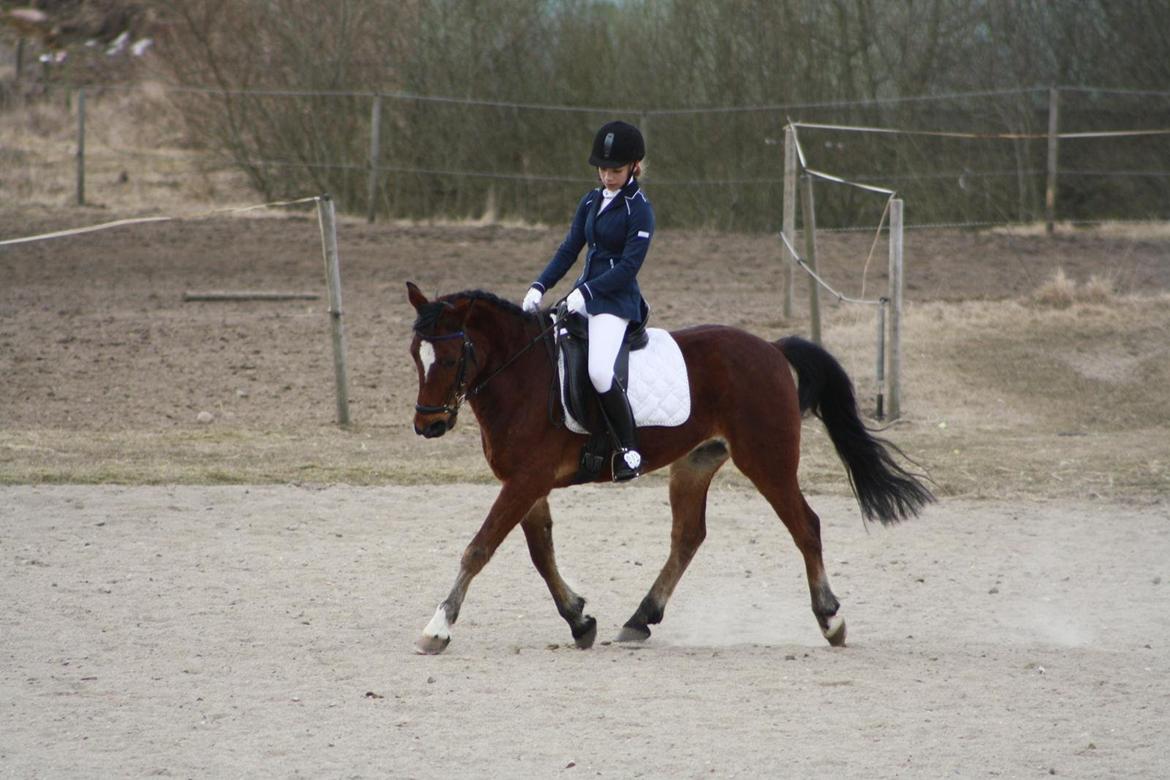 Anden særlig race Matell - d. 07/04-13 billede 8