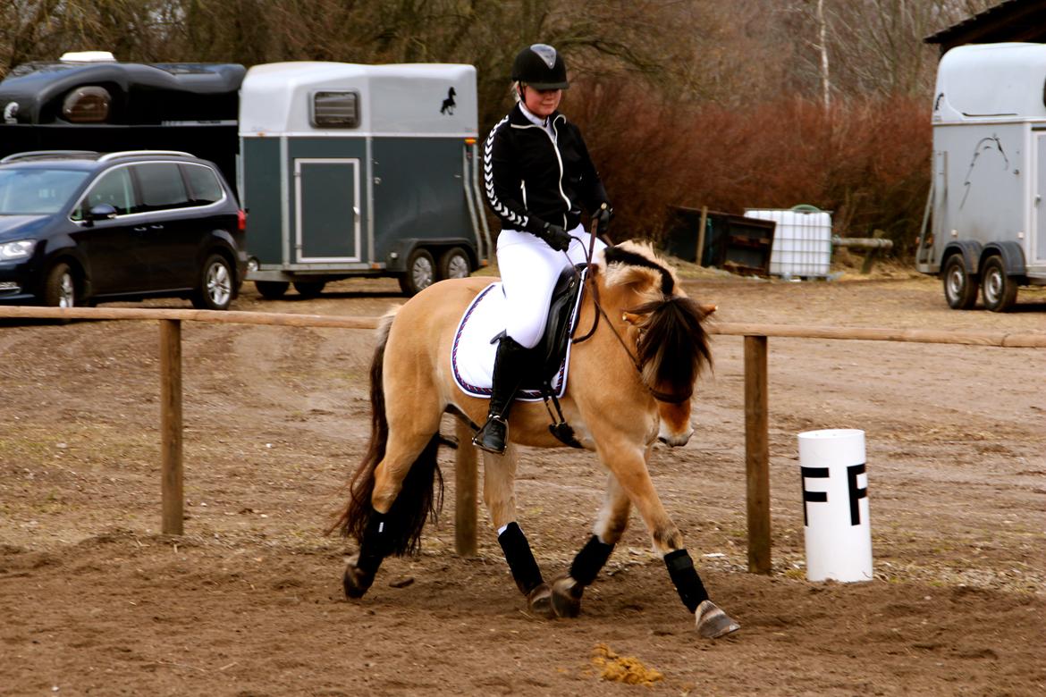 Fjordhest Jackpot Jakobsgaard - 13. april 13' billede 1