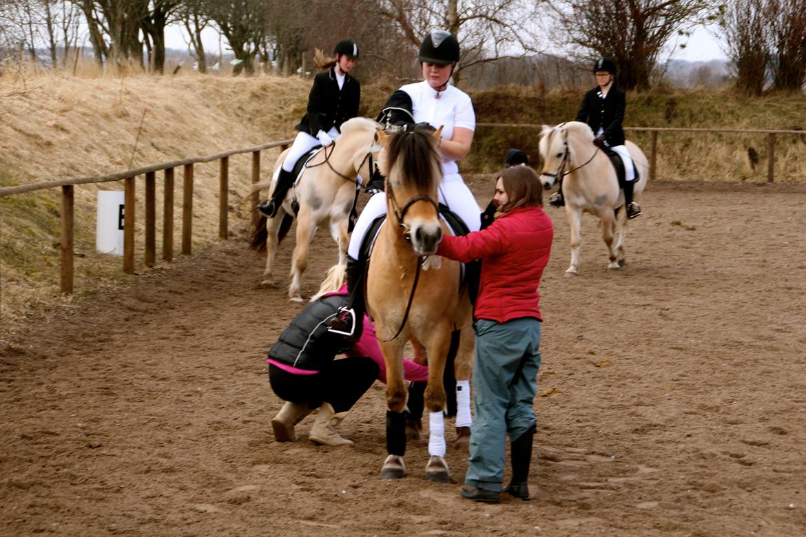 Fjordhest Jackpot Jakobsgaard - 13. april 13' billede 2