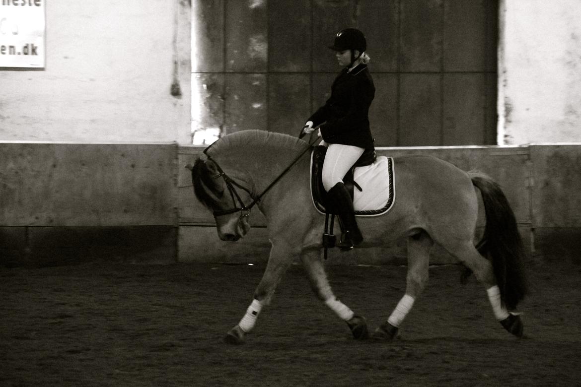 Fjordhest Jackpot Jakobsgaard - 13. april 13' billede 3