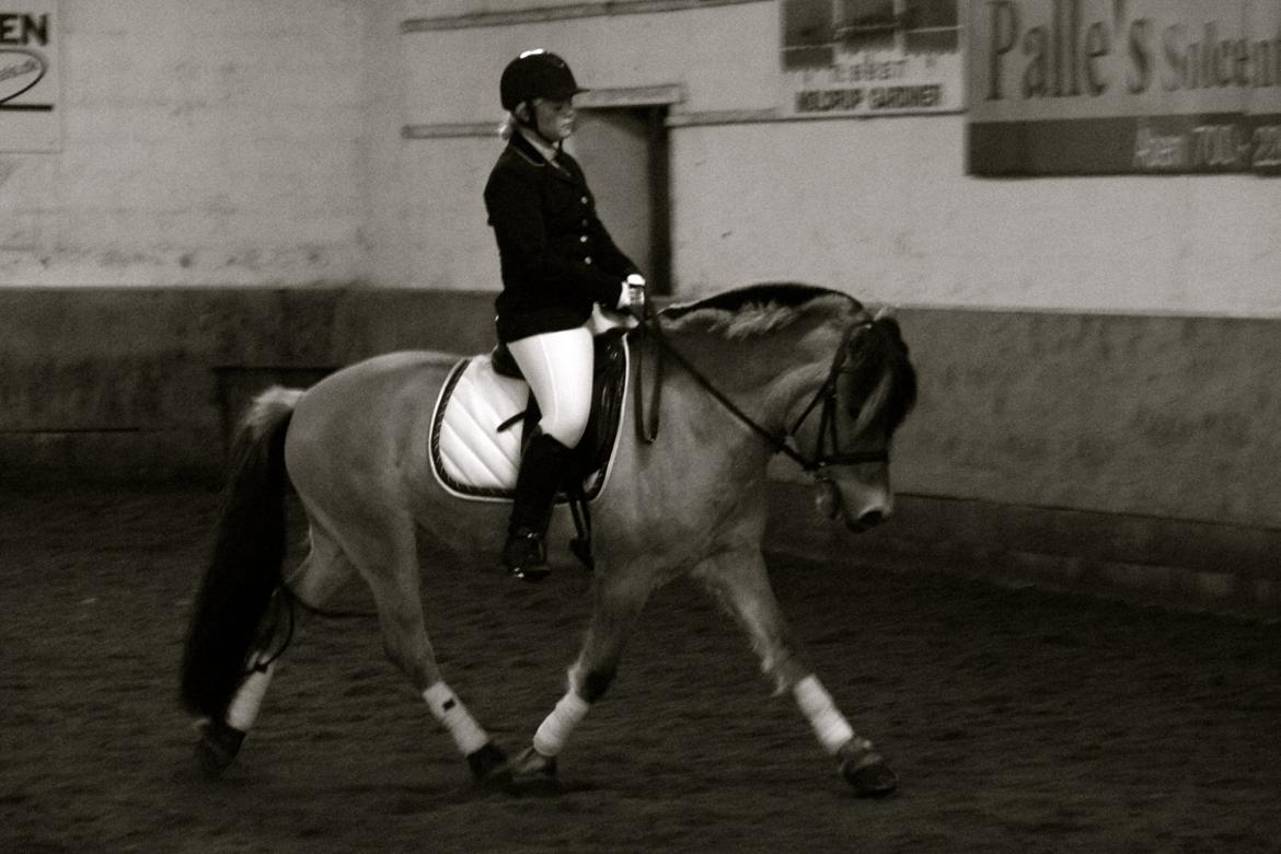 Fjordhest Jackpot Jakobsgaard - 13. april 13' billede 4