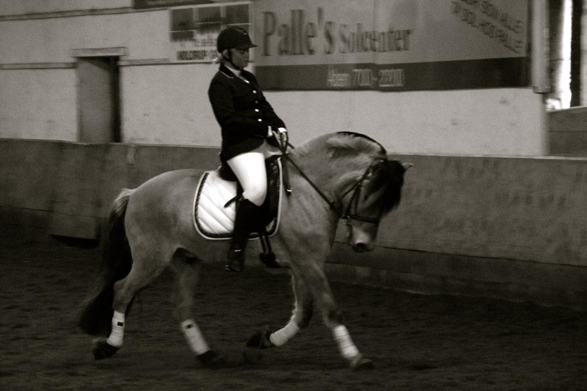 Fjordhest Jackpot Jakobsgaard - 13. april 13' billede 5