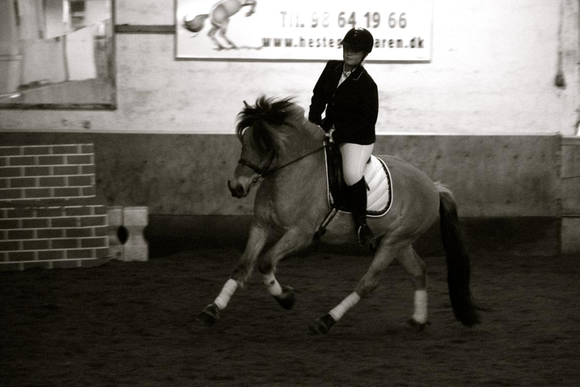 Fjordhest Jackpot Jakobsgaard - 13. april 13' billede 6