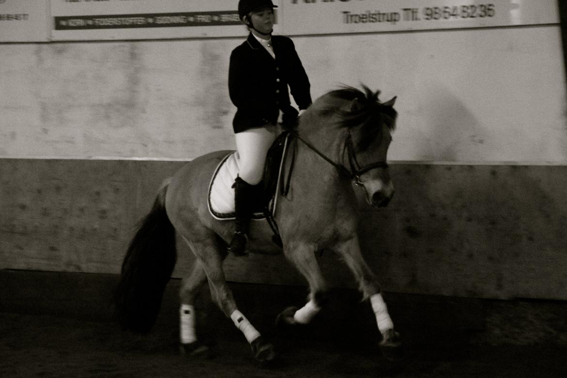 Fjordhest Jackpot Jakobsgaard - 13. april 13' billede 7